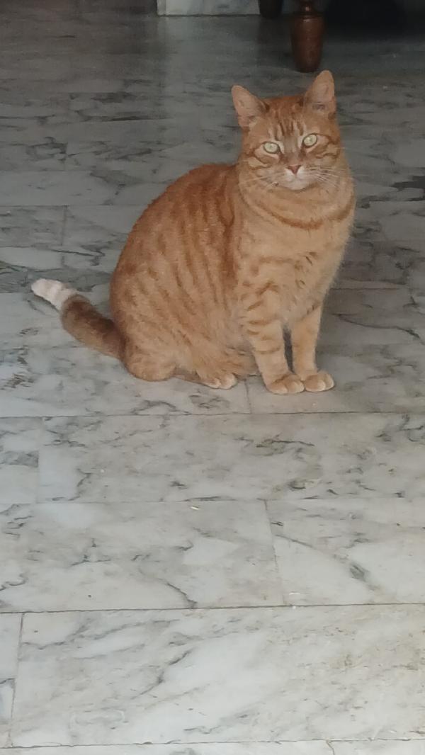 PIROS: MICIO ROSSO DI 3 ANNI CERCA FAMIGLIA Foto 2