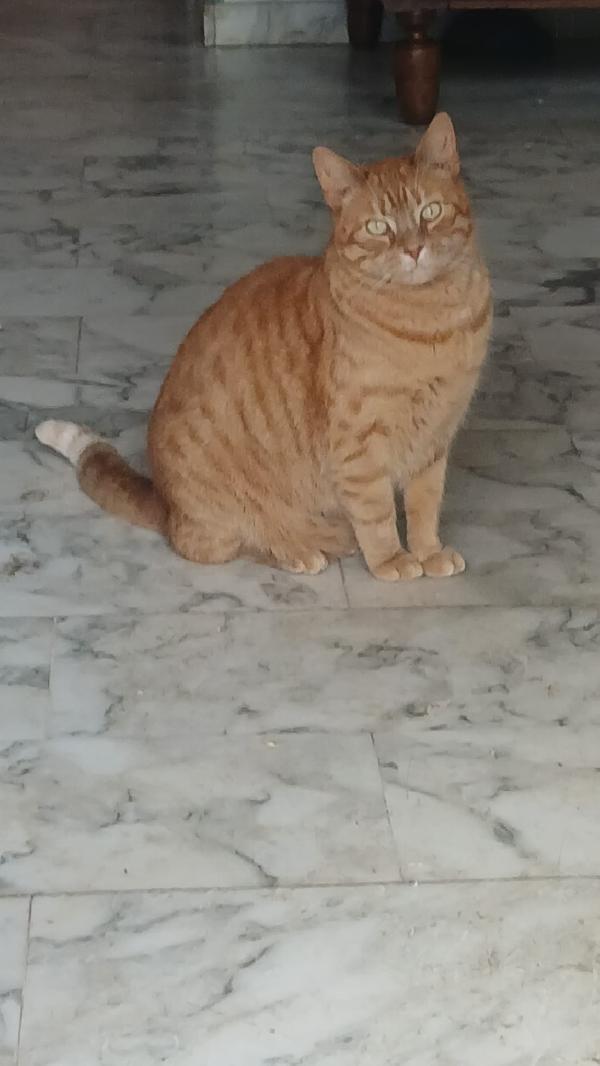 PIROS: MICIO ROSSO DI 3 ANNI CERCA FAMIGLIA Foto 3