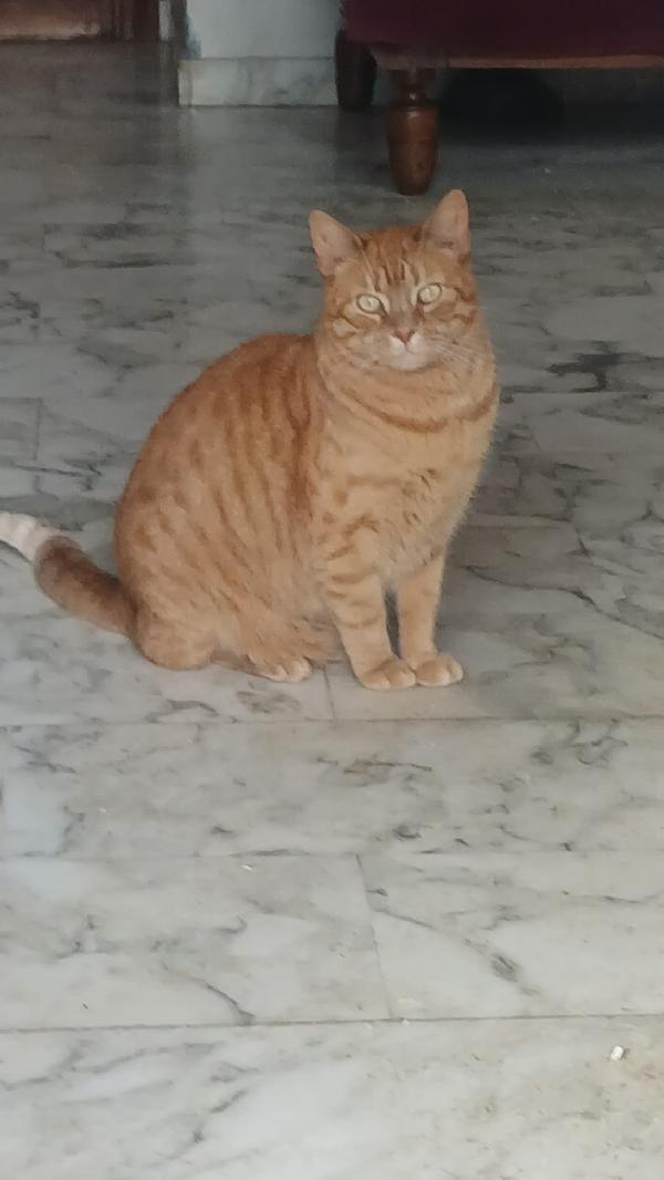 PIROS: MICIO ROSSO DI 3 ANNI CERCA FAMIGLIA Foto 4