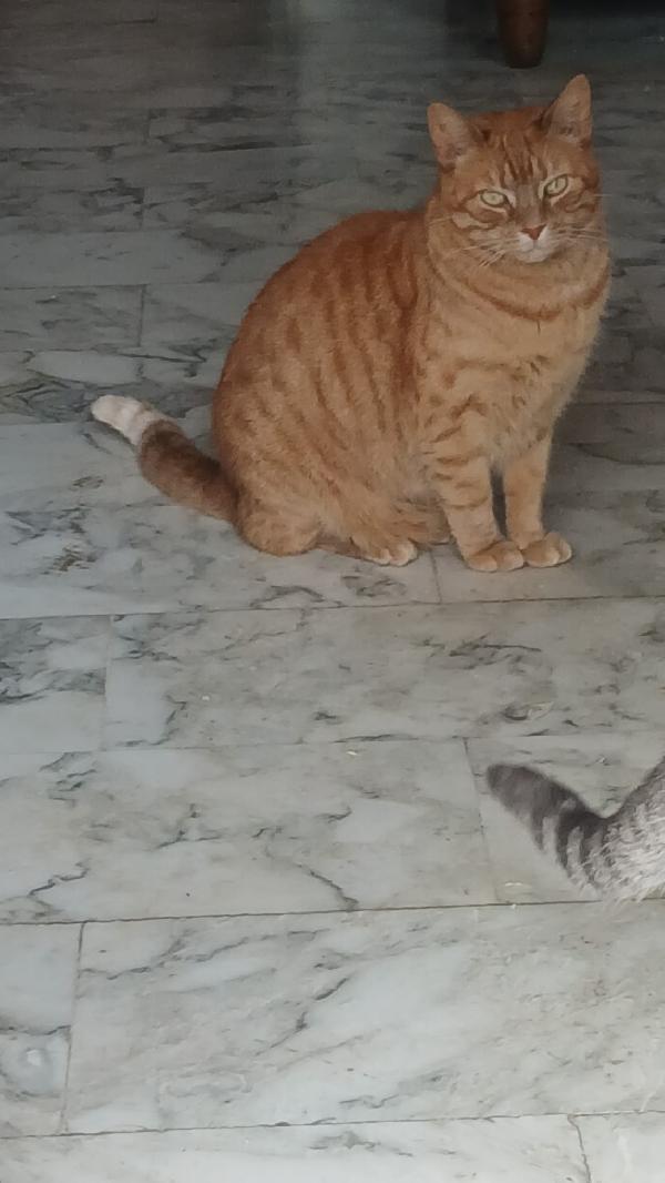 PIROS: MICIO ROSSO DI 3 ANNI CERCA FAMIGLIA Foto 5