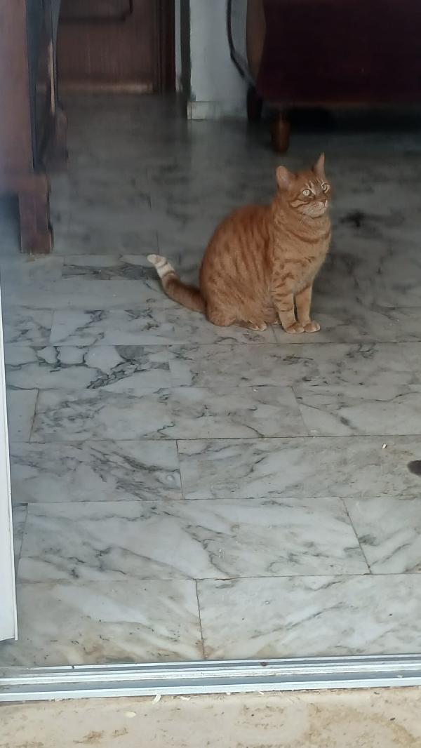 PIROS: MICIO ROSSO DI 3 ANNI CERCA FAMIGLIA Foto 6