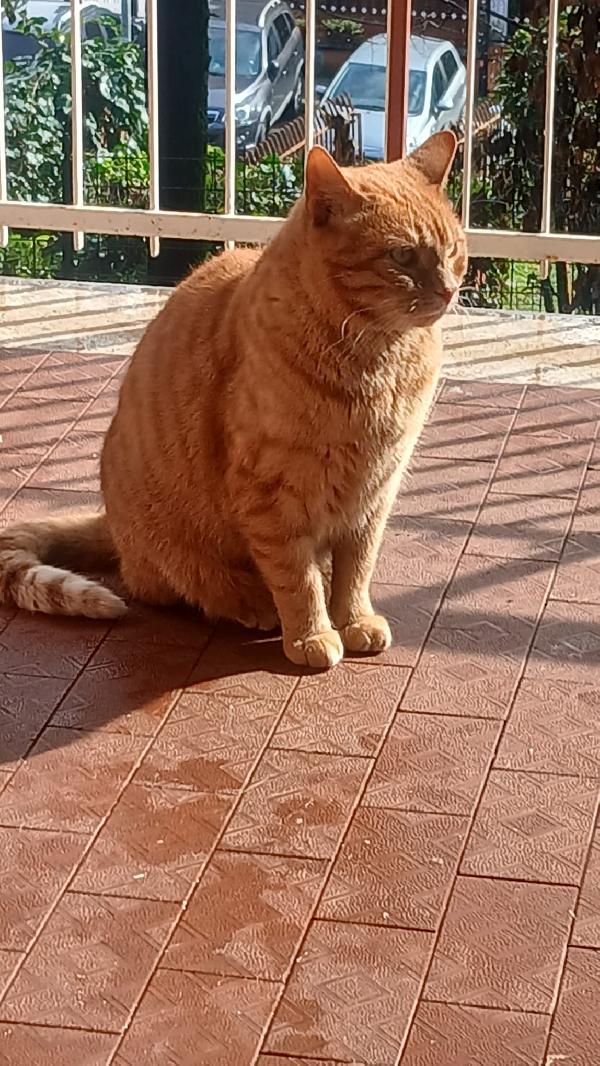 PIROS: MICIO ROSSO DI 3 ANNI CERCA FAMIGLIA Foto 7