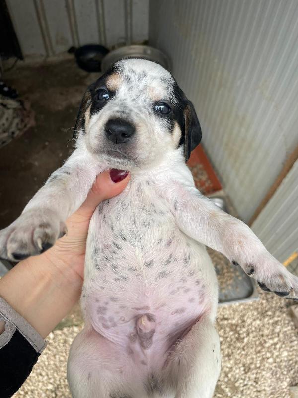 COSMO DOLCISSIMO CUCCIOLOTTO Foto 4