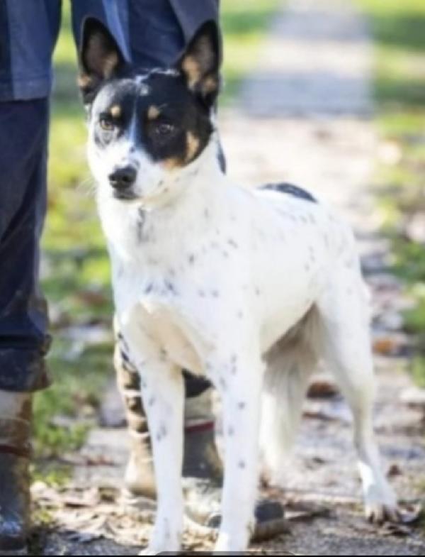 Femmina 4/5anni tg media contenuta SFORTUNATA.PROV.VARESE Foto 3