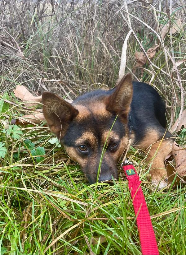 Lucio: taglia piccola, torna indietro. Cerca adozione o stallo  Foto 2