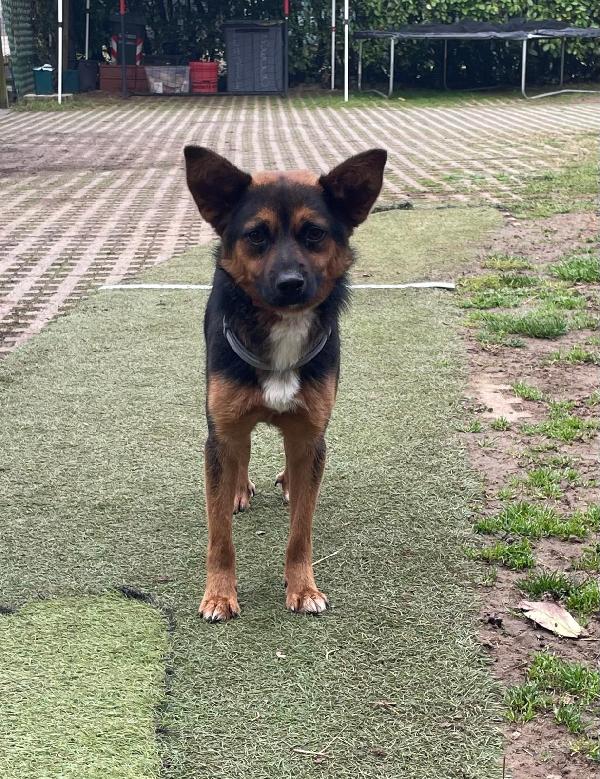 Lucio: taglia piccola, torna indietro. Cerca adozione o stallo  Foto 3