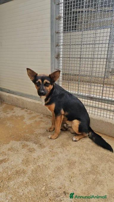 Lucio: taglia piccola, torna indietro. Cerca adozione o stallo  Foto 4