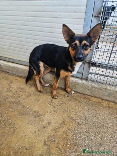 Lucio: taglia piccola, torna indietro. Cerca adozione o stallo  Foto 5