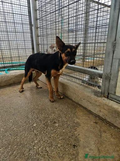 Lucio: taglia piccola, torna indietro. Cerca adozione o stallo  Foto 6