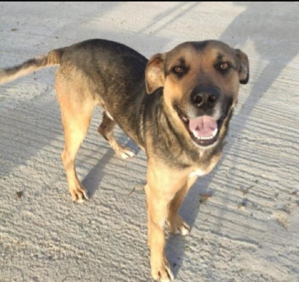 Alan 2/3Anni Lupetto Ottimo Carattere Sicilia