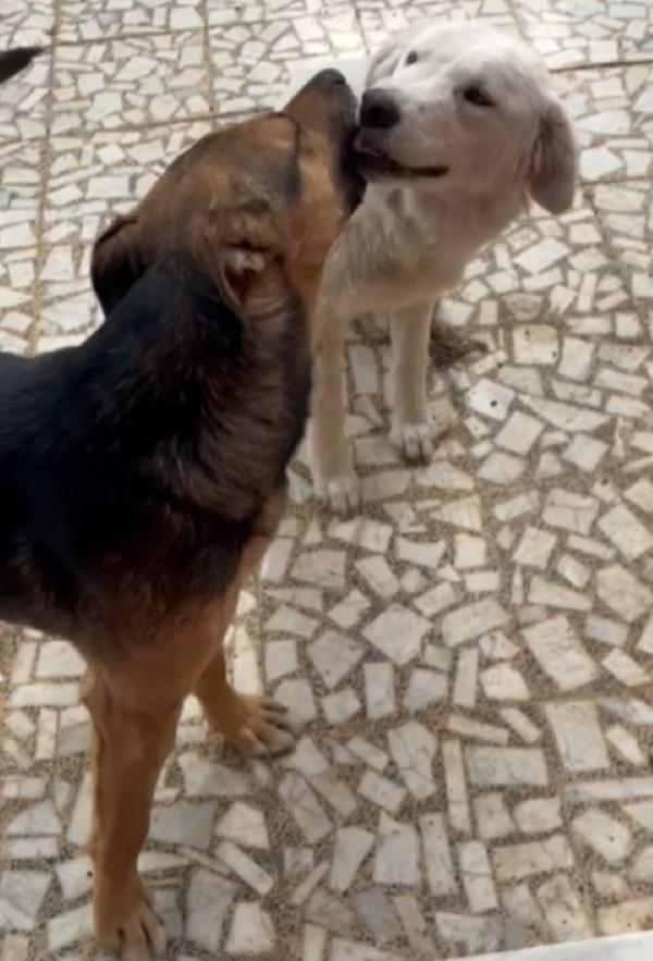 Alan 2/3anni lupetto ottimo carattere SICILIA Foto 2