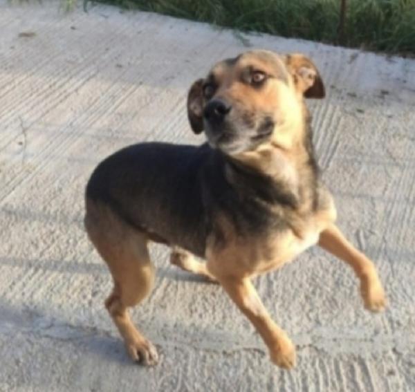 Alan 2/3anni lupetto ottimo carattere SICILIA Foto 3