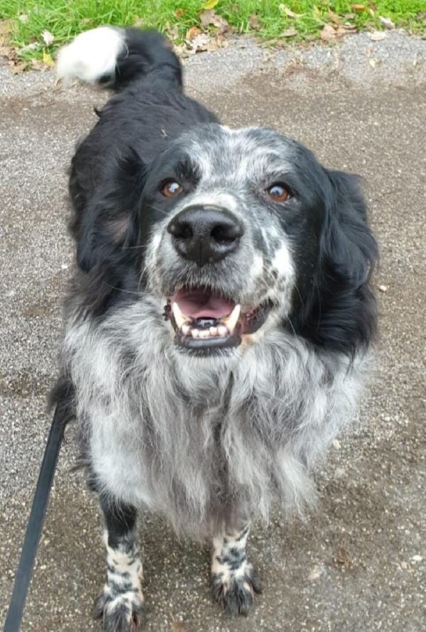 Giulio/Giorgio Anziani Mix Setter..10Anni Do Lager. Roma