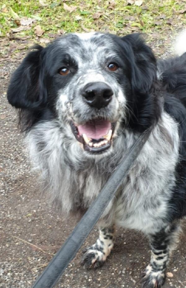 Giulio/Giorgio anziani mix Setter..10anni do lager. ROMA Foto 2