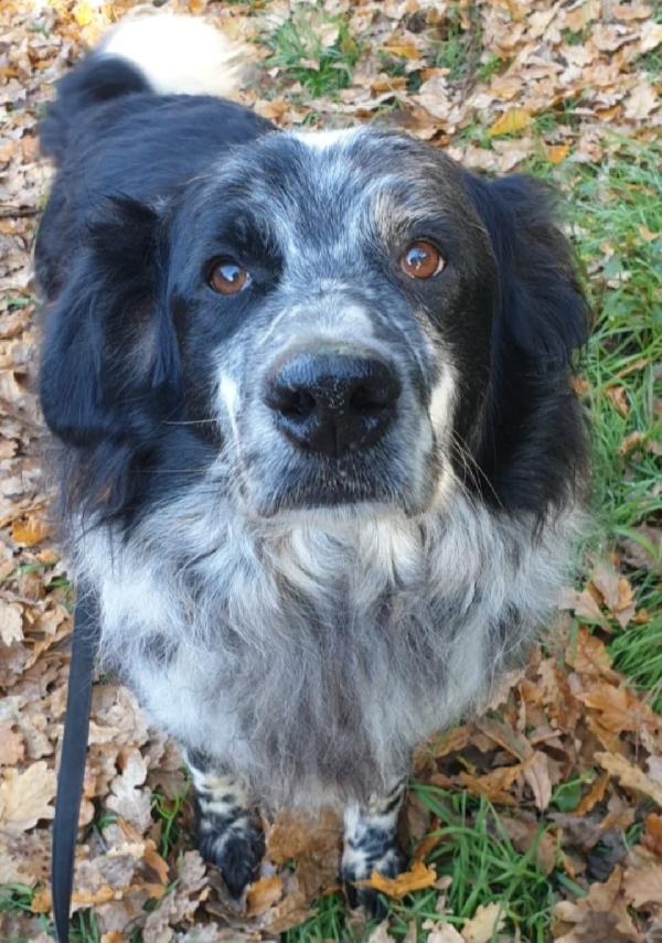 Giulio/Giorgio anziani mix Setter..10anni do lager. ROMA Foto 3