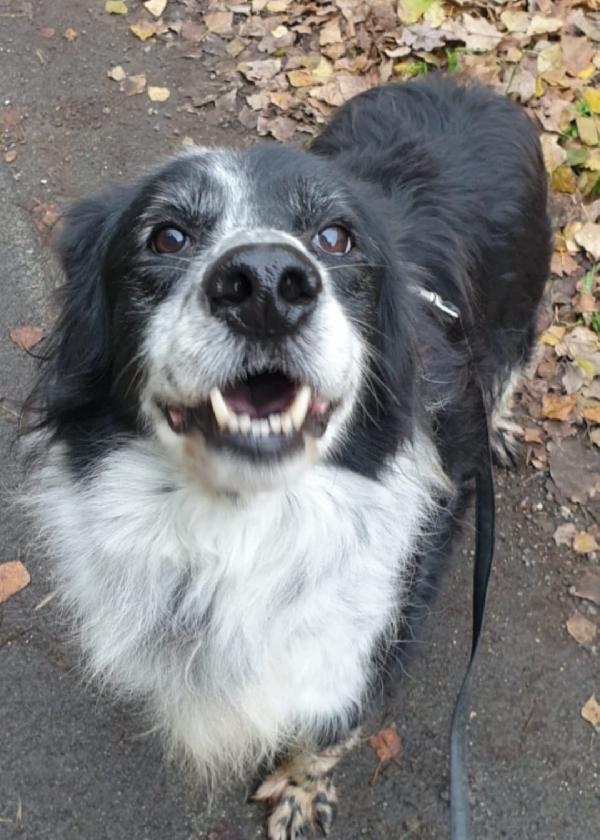 Giulio/Giorgio anziani mix Setter..10anni do lager. ROMA Foto 4