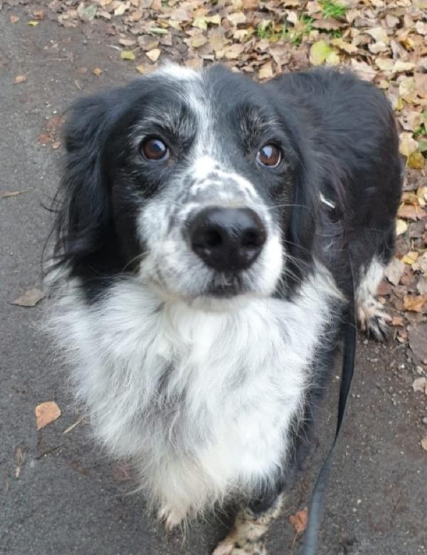 Giulio/Giorgio anziani mix Setter..10anni do lager. ROMA Foto 6