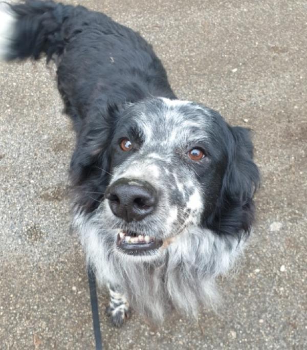 Giulio/Giorgio anziani mix Setter..10anni do lager. ROMA Foto 7