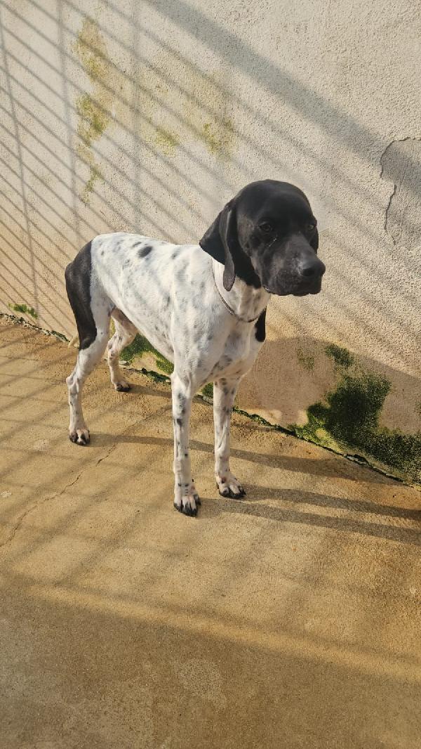 Valentino giovane splendido Pointer cerca casa  Foto 2