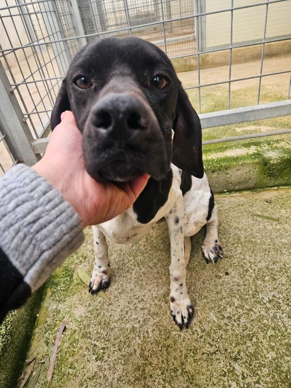 Valentino giovane splendido Pointer cerca casa  Foto 3
