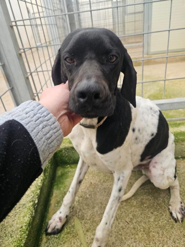 Valentino giovane splendido Pointer cerca casa  Foto 5