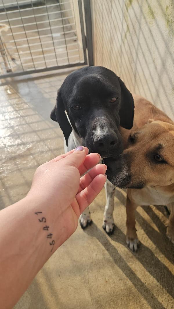 Valentino giovane splendido Pointer cerca casa  Foto 6