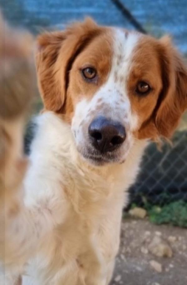 Mix Breton 3Anni Nessuno Lo Vuole! Gargano