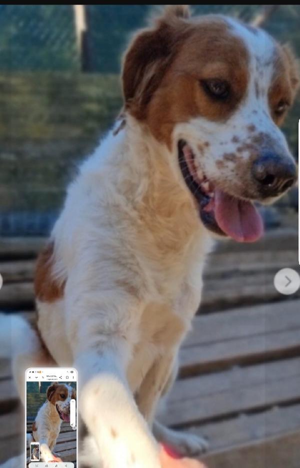 Mix Breton 3anni NESSUNO LO VUOLE! GARGANO Foto 2