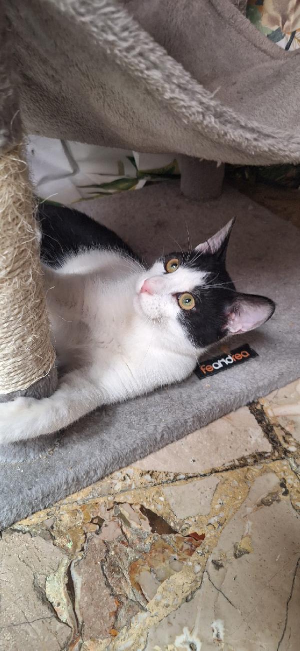 AXEL: SIMPATICO GATTONE Foto 3