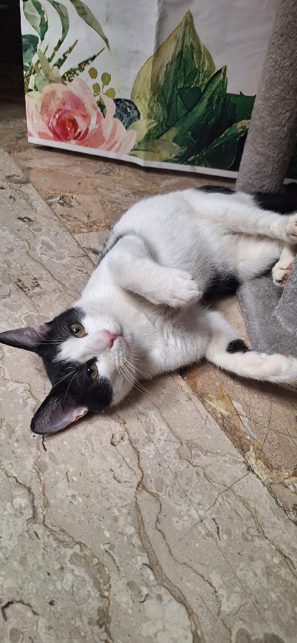 AXEL: SIMPATICO GATTONE Foto 5