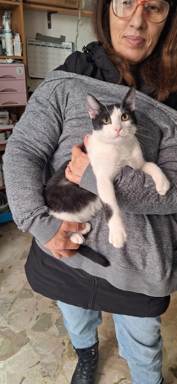 AXEL: SIMPATICO GATTONE Foto 6