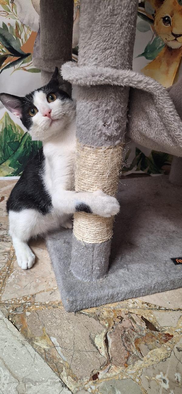 AXEL: SIMPATICO GATTONE Foto 7