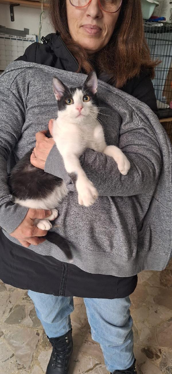 AXEL: SIMPATICO GATTONE Foto 8