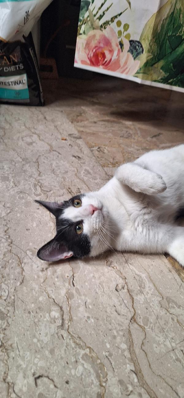 AXEL: SIMPATICO GATTONE Foto 9