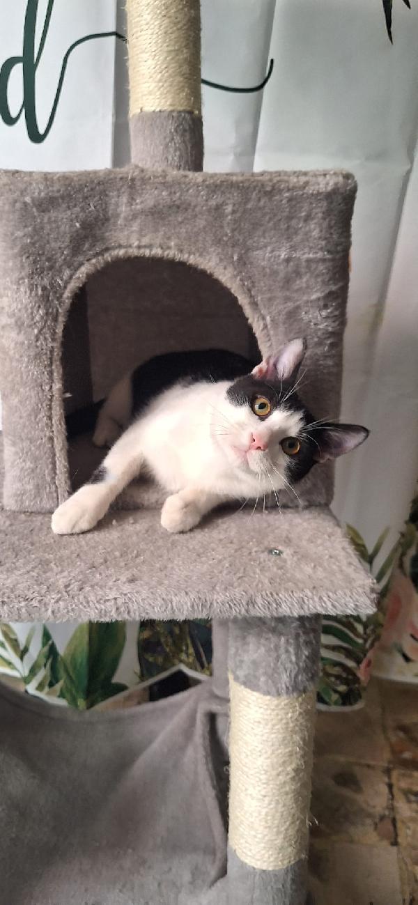 AXEL: SIMPATICO GATTONE Foto 10