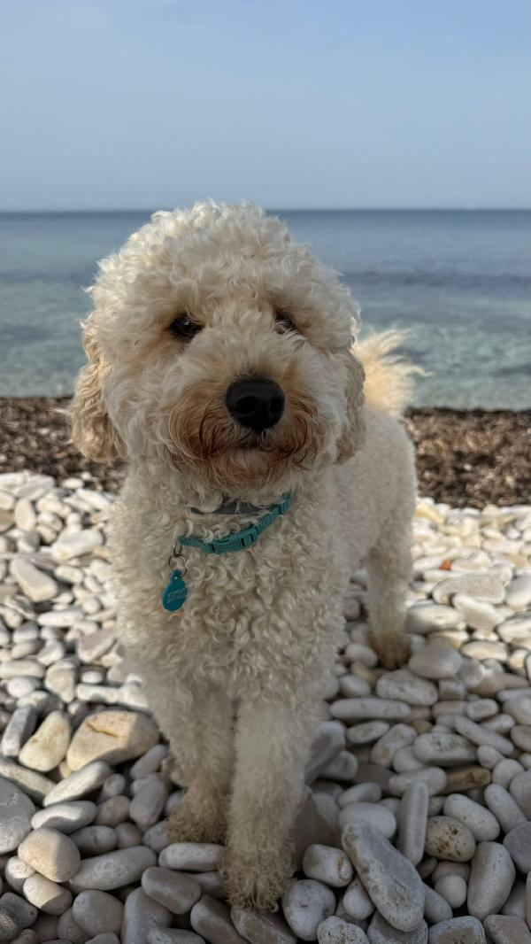 Tommy Cerca Adozione ♥️