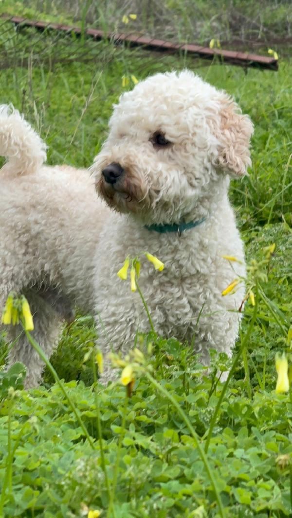 TOMMY CERCA ADOZIONE ♥️ Foto 2