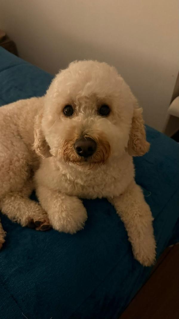 TOMMY CERCA ADOZIONE ♥️ Foto 3