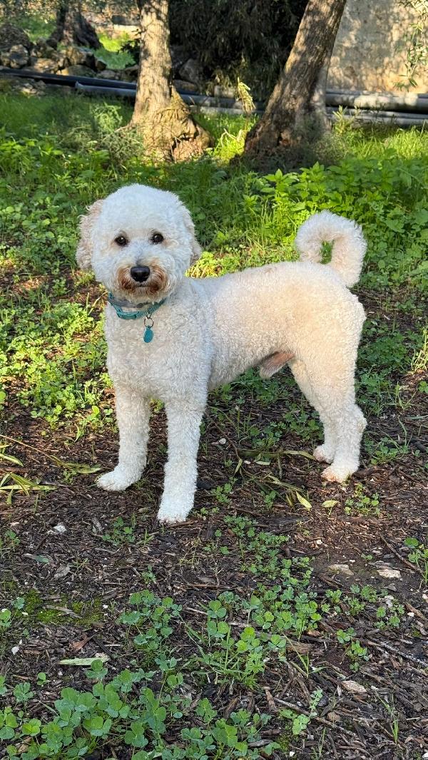 TOMMY CERCA ADOZIONE ♥️ Foto 4