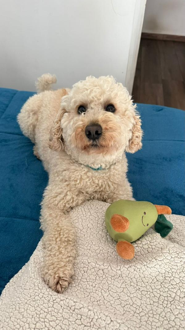 TOMMY CERCA ADOZIONE ♥️ Foto 5