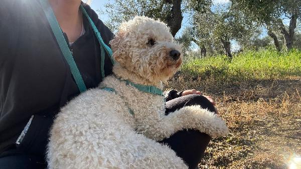 TOMMY CERCA ADOZIONE ♥️ Foto 7