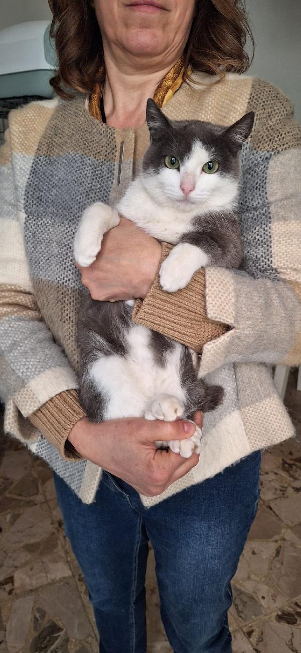 GABRIEL: UN ANGELO DI GATTO Foto 2