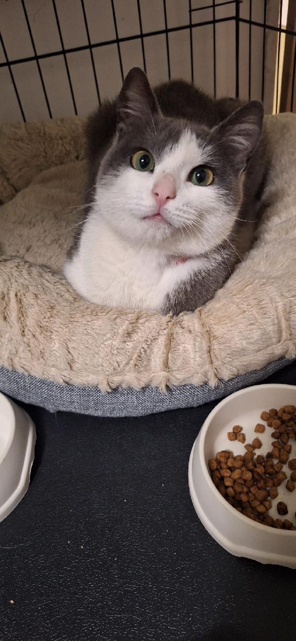 GABRIEL: UN ANGELO DI GATTO Foto 3