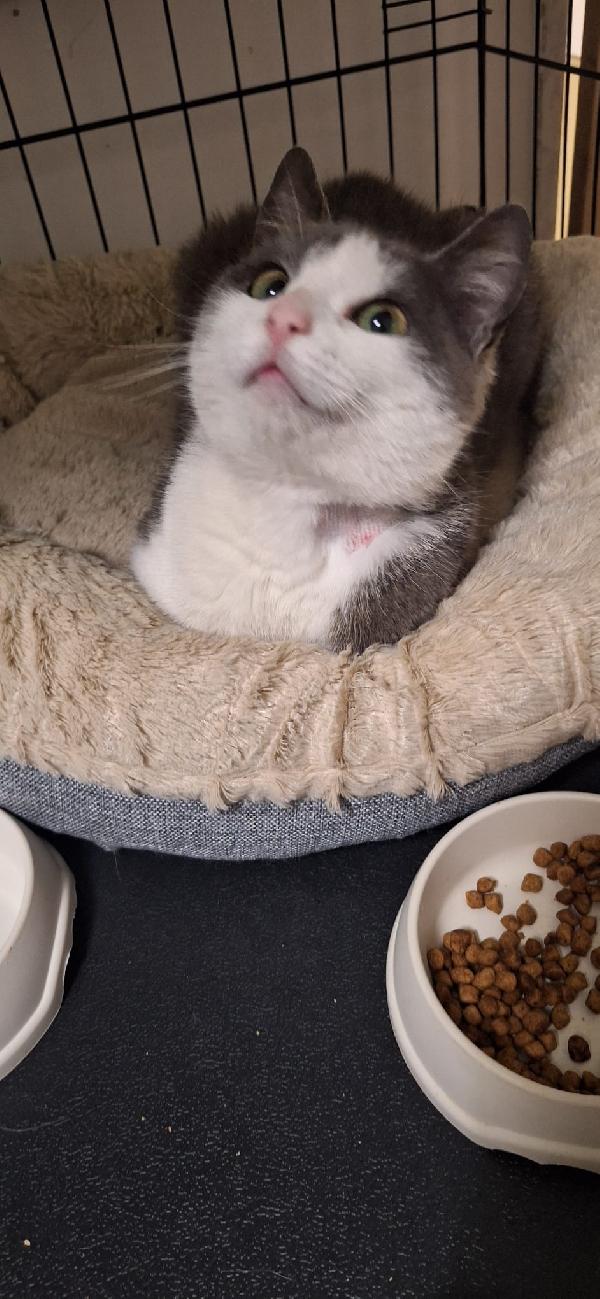 GABRIEL: UN ANGELO DI GATTO Foto 4