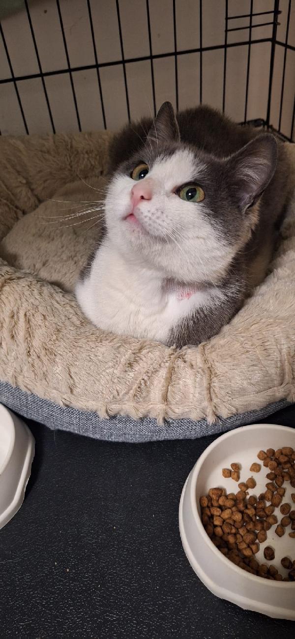 GABRIEL: UN ANGELO DI GATTO Foto 5