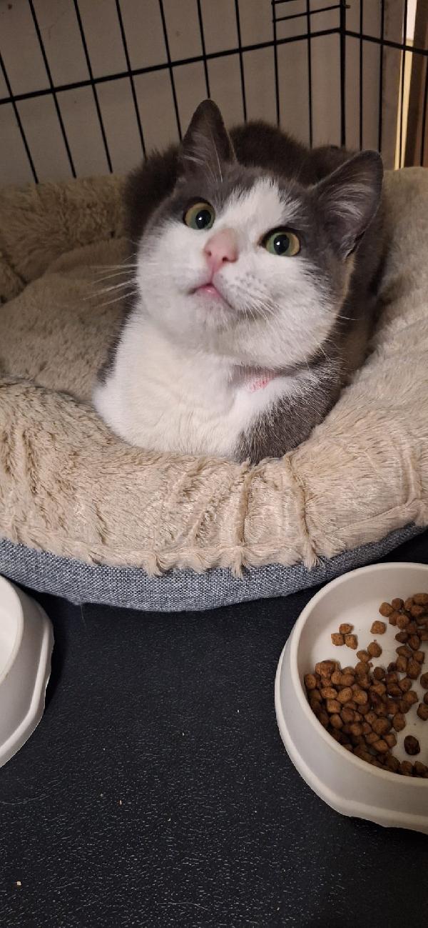 GABRIEL: UN ANGELO DI GATTO Foto 6