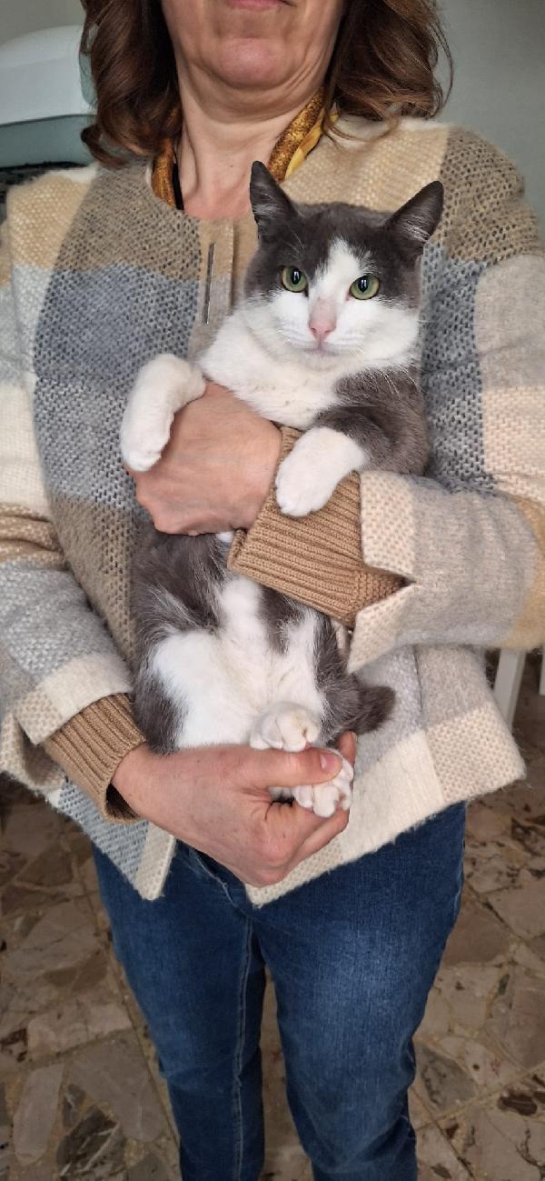 GABRIEL: UN ANGELO DI GATTO Foto 7