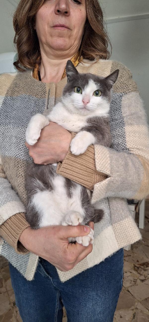 GABRIEL: UN ANGELO DI GATTO Foto 8