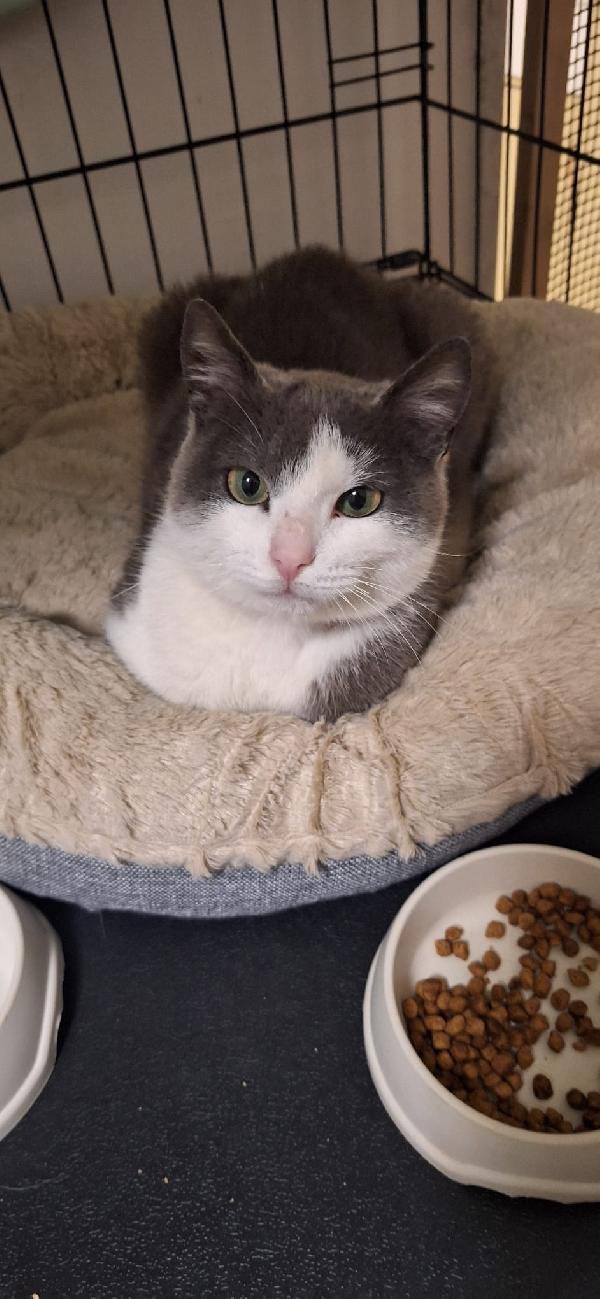 GABRIEL: UN ANGELO DI GATTO Foto 9