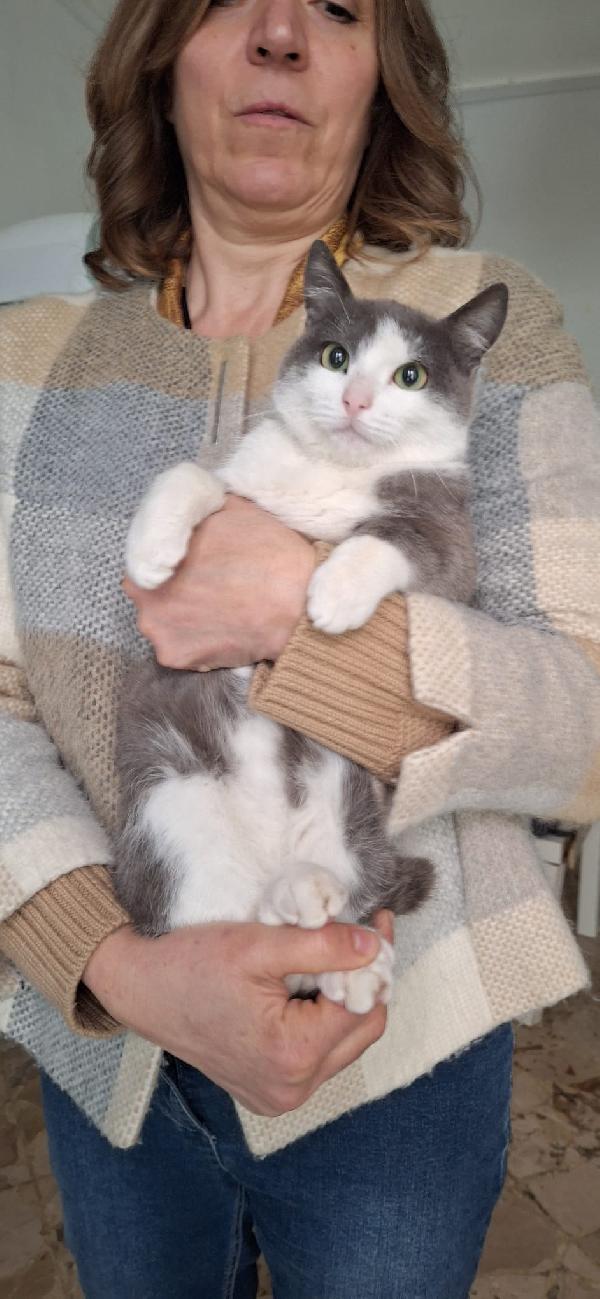 GABRIEL: UN ANGELO DI GATTO Foto 10